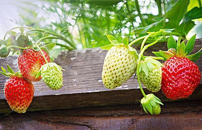 《零红蝶》重制版与原版对比截图 画面进化但有和谐